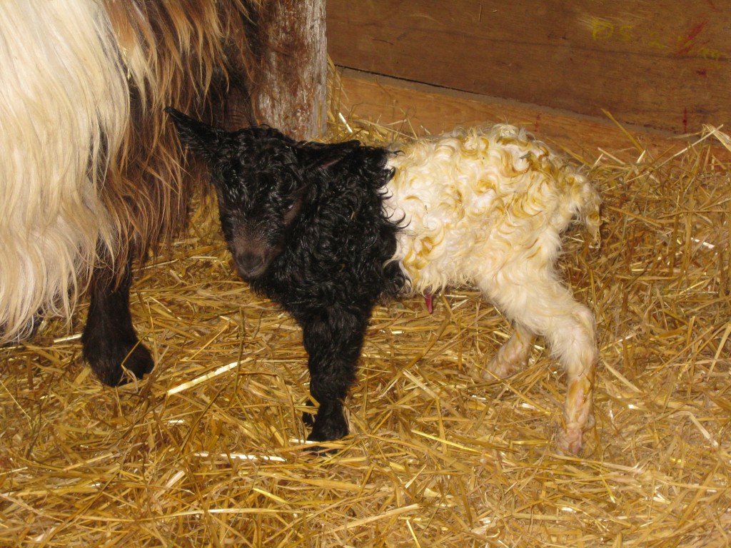 Her er det Rasmine fra Rø, der har fået en lækker gimmer: Svalens Pi. Hun er 10 minutter gammel og endnu ikke helt sikker på benene.