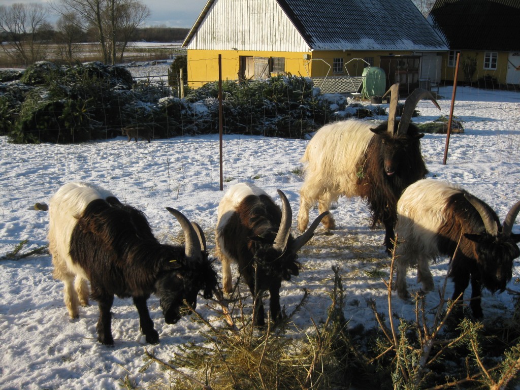 Der er fred og ro i bukkeflokken, der nu består af Svalens John (f. 2012) og de 3 unge bukke fra 2015: Erik T., Svalens Anker Jørgensen og Svalens Kresten. Læg mærke til hvor forskellige hornstillingen er på de unge bukke. 