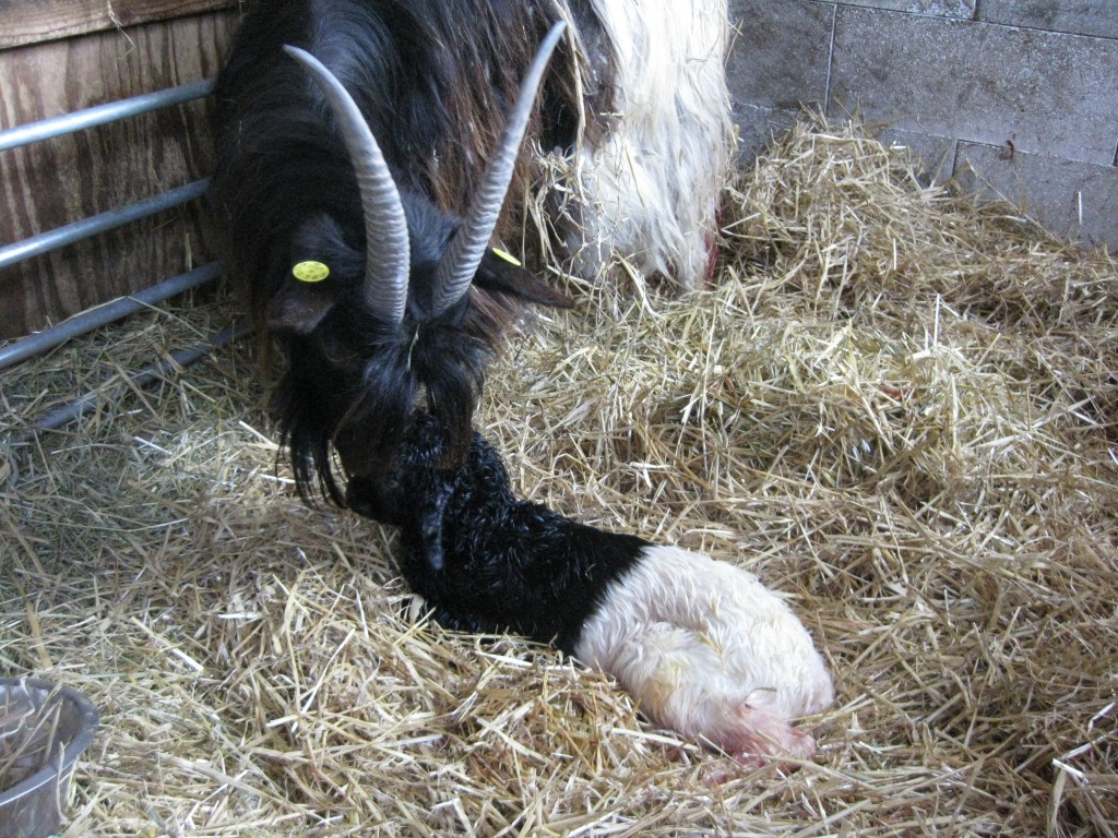 - og her har vi så årets første kid: Svalens Samuel efter Oline og Svalens Frede. En ordentlig krabat på 5,4 kg, der valgte at komme ud med bagbenene først. Han måtte lige have et træk for at komme ud i en fart og derefter førstehjælp for gedekid, så han kom i gang med at trække vejret. Mor og barn har det godt.