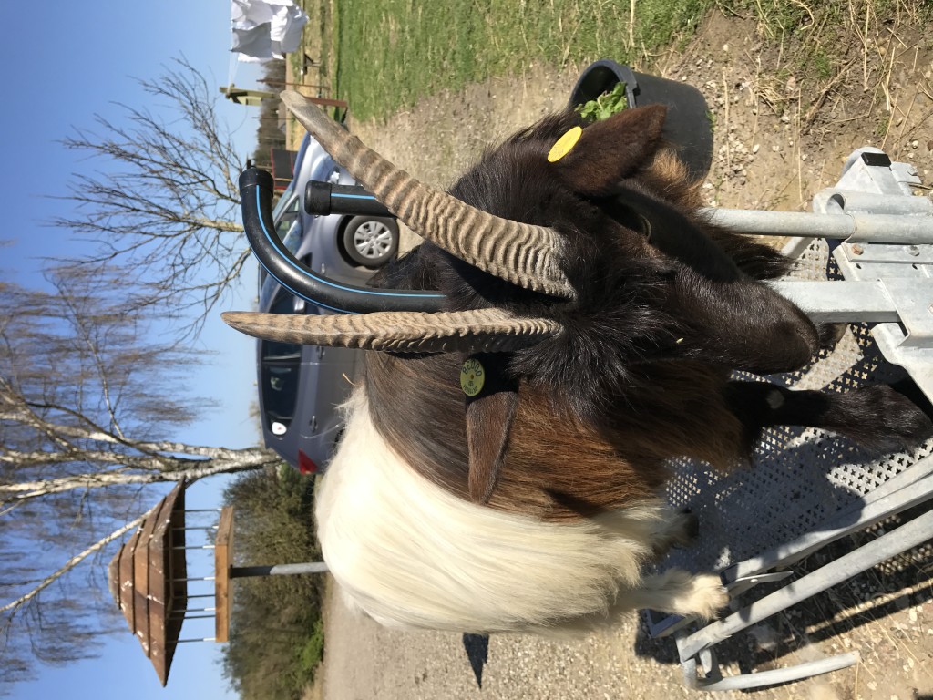 Forår er sæson for at strigle Wallisergederne. Her er Pandora striglet ud på den ene side.