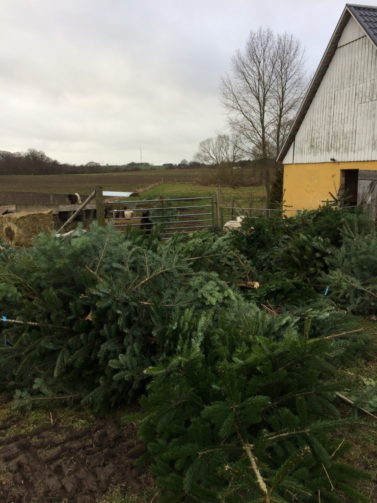 Vil har igen været heldige at få lov til at hente de juletræer, som ikke var blevet solgt i en nærliggende skov. Det er prima vinter- tidsfordriv.