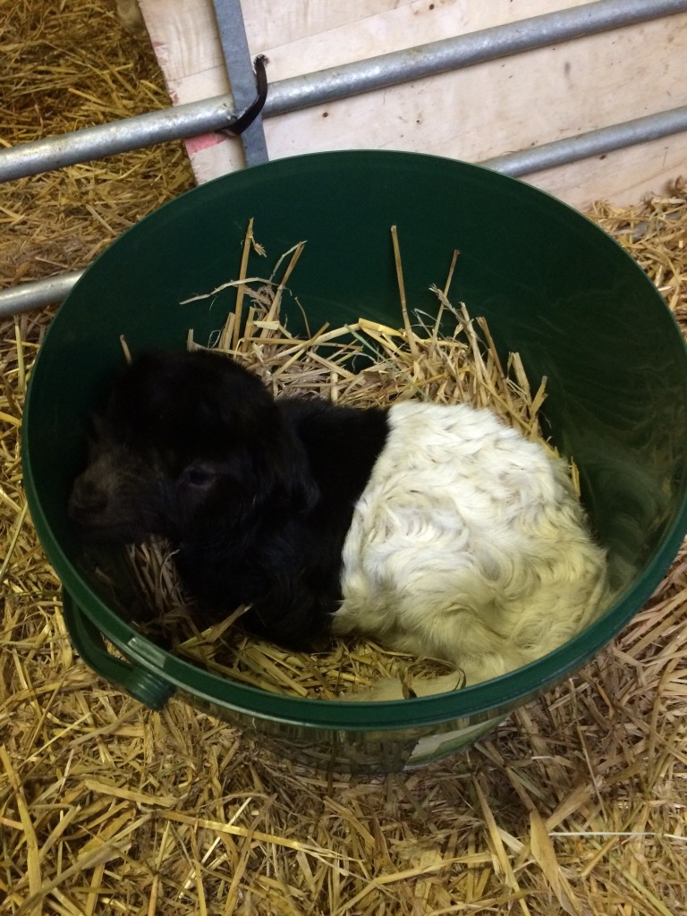 I skal ikke snydes for rosinen i pølseenden: Denne lille bitte buk efter Årsdales Viki. Han vejlede kun 1,8 kg, så hans søster på 3,7 var dobbelt så stor. Han trives og vokser og bliver omhyggeligt passet af sin mor, selvom han måtte have en hjælpende hånd til at patte den første nat.