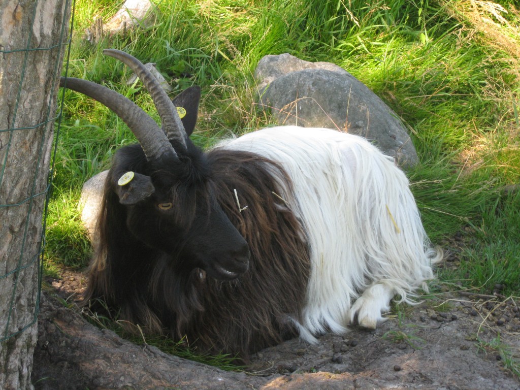 Svalens Tulle (f.2012) nyder sommerferien i skyggen under de høje træer, der er hegnet ind for at overleve i gedefolden.