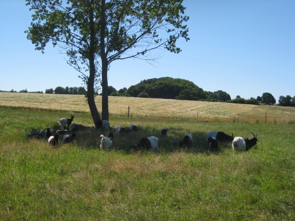 Gederne vælger at græsse i skyggen på en dejlig varm sommerdag.