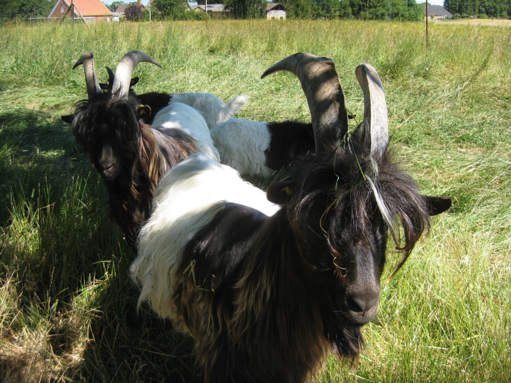 Flokken af bukke består nu af Svalens John (f. 2012), Svalens Ford (f. 2012), Svalens Frede (f. 2013) og Svalens Albert (f. 2013). I disse varme sommerdage græsser de tidligt om morgenen og om aftenen - dagen går med drøvtygning i skyggen.
