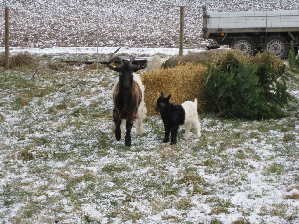 Alma og Lykke ude i det kolde februarvejr.