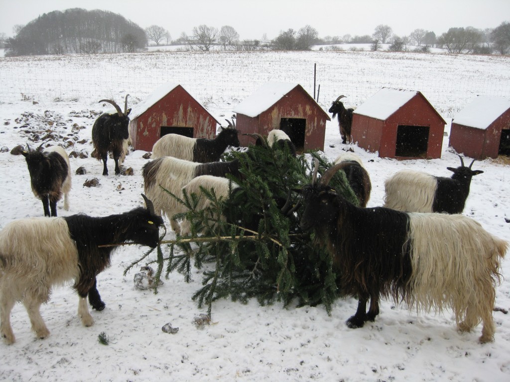 Gederne bruger lang tid på at æde juletræer. Selvom det har været meget koldt i februar, har det været tørt og gederne har været rigtig meget udendørs. De er virkelig hårdføre.