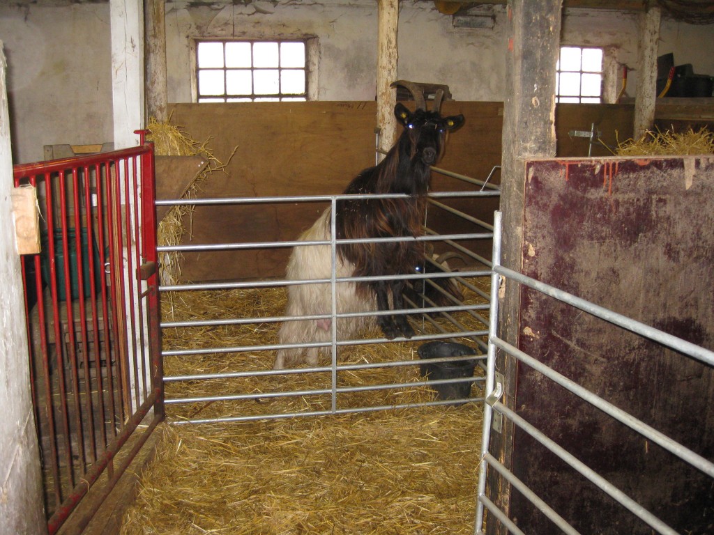 Svalens Tulle (f. 2012) på plads i sin læmmeboks. Bemærk hendes yver, der titter frem.
