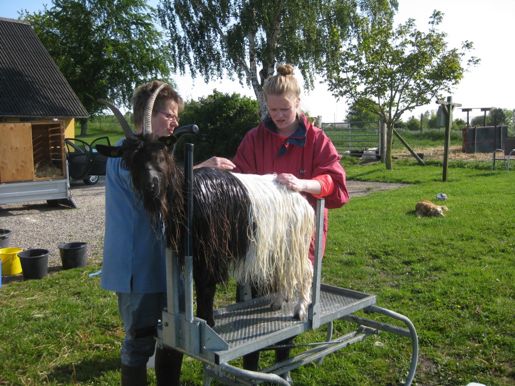 Så er det dyrskuetid! Gedeavleren og Svigerdatteren i gang med at vaske Rasmine fra Rø tidligt torsdag morgen. Vi vælger altid at komme tidligt til Roskilde. Der er ikke kø ved indsyningen, dyrene skal ikke transporteres i den varmeste tid og vi kan tage i mod de andre udstillere efterhånden, som de kommer.