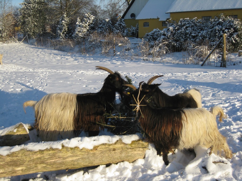 Alma, Oline og Lykke nyder juletræer i det smukke vejr.