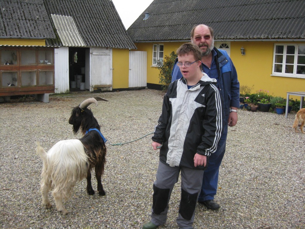 Anders, som jævnligt besøger os og som altid skal med ud til gederne, hjælper Troels med at trække Nielsen's Osvald på fold igen efter han har fået klippet klove.