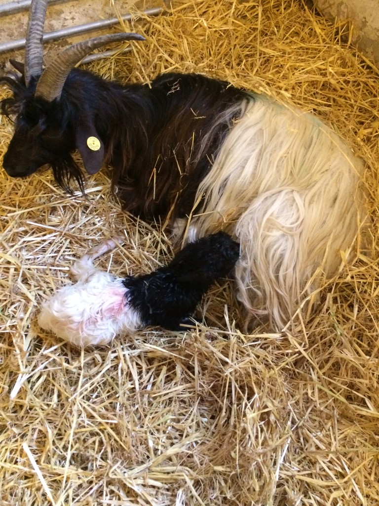 Rasmine fik denne lille kvikke gimmer, der lige snuppede en mælketår, før mor var oppe at stå.