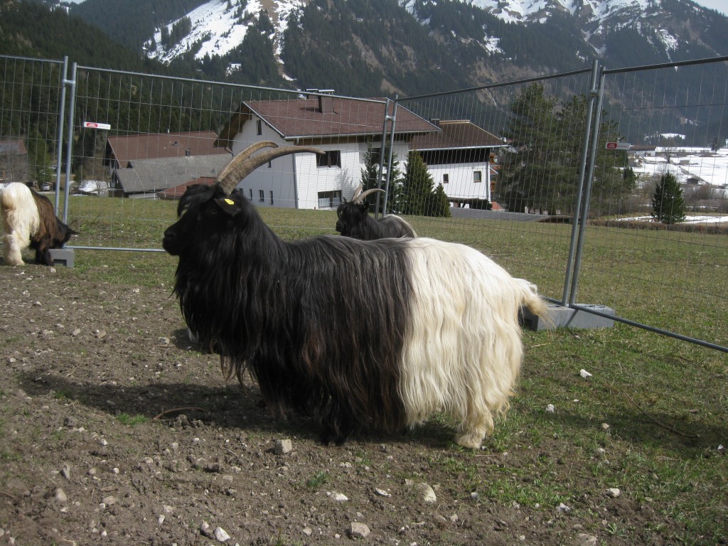 Denne smukke dame er bedømt af dommere fra Schweiz og hun er vurderet til at være så godt som perfekt på alle områder. 